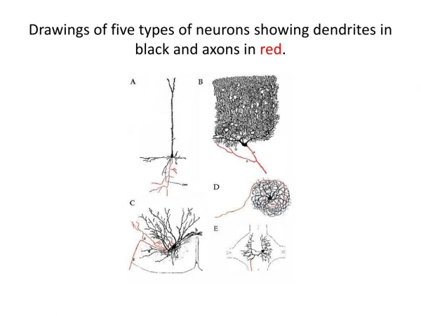 Drawings of five types of neurons showing dendrites in black and axons in red .