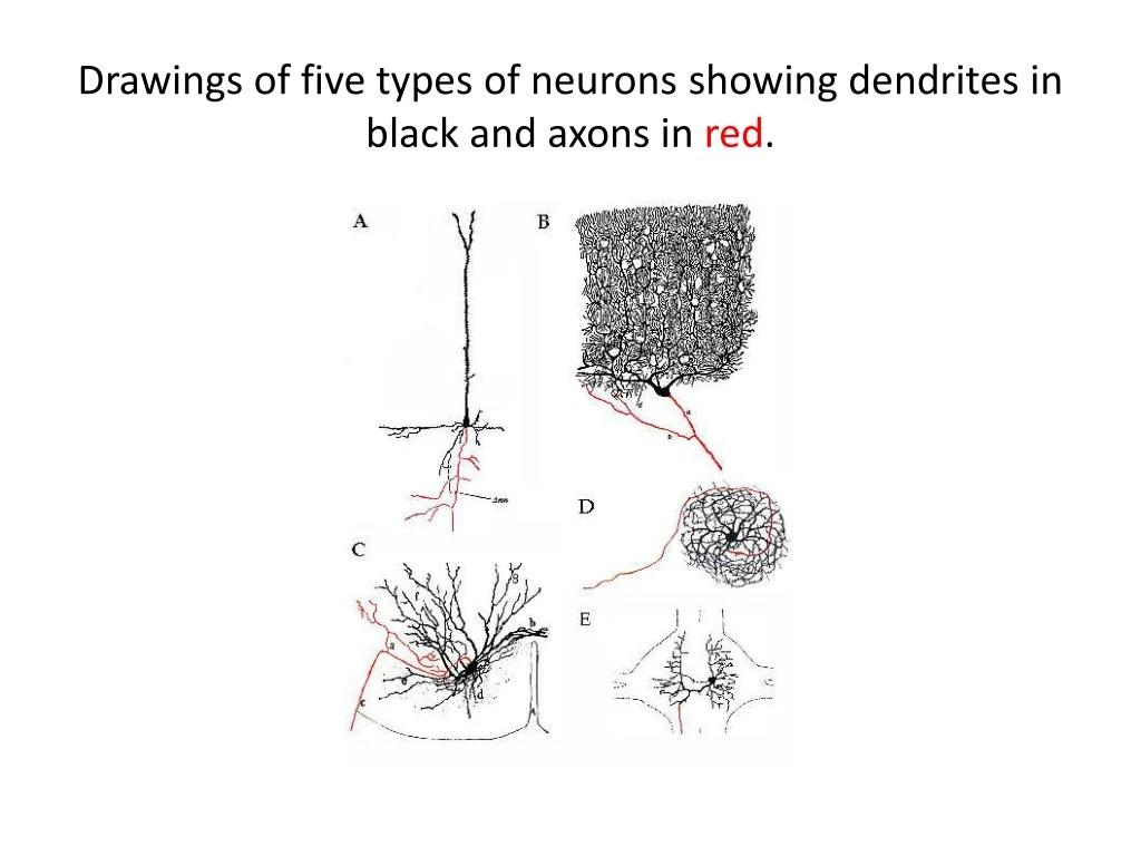 drawings of five types of neurons showing dendrites in black and axons in red