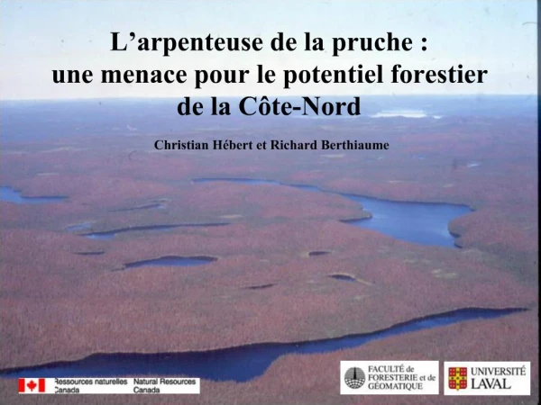 L arpenteuse de la pruche : une menace pour le potentiel forestier de la C te-Nord