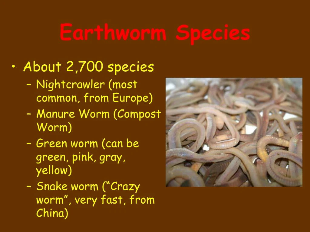 earthworm species