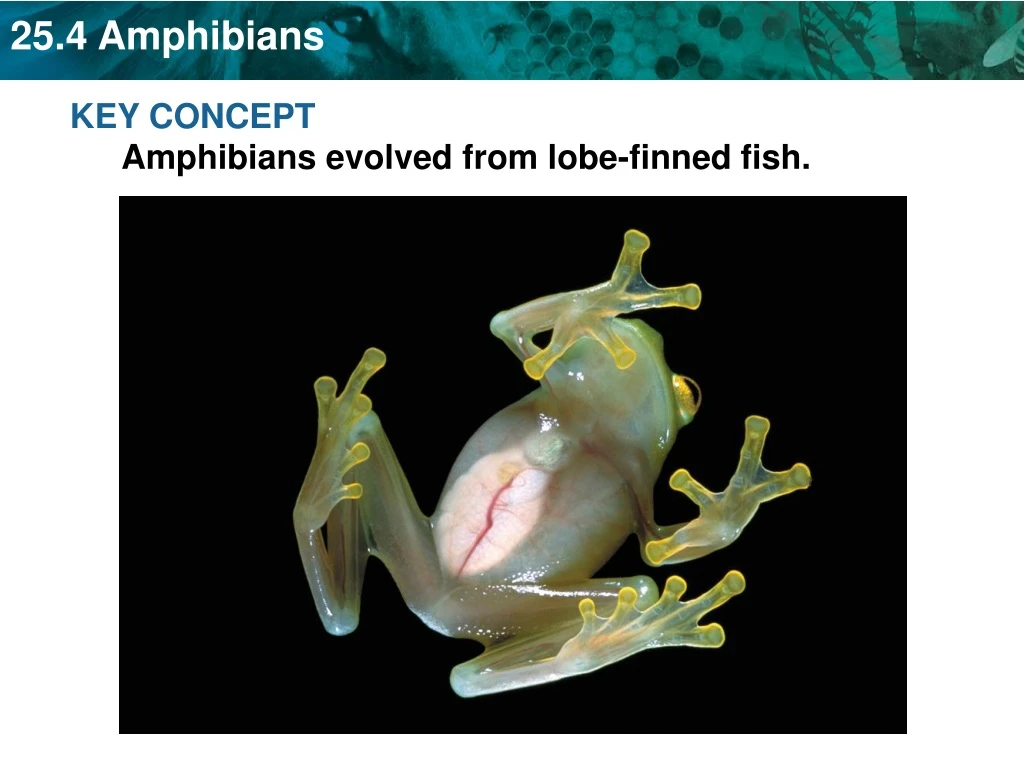 key concept amphibians evolved from lobe finned