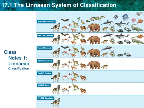 Class Notes 1: Linnaean Classification