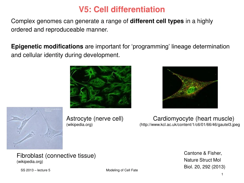 v5 cell differentiation