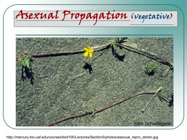 Asexual Propagation vegetative