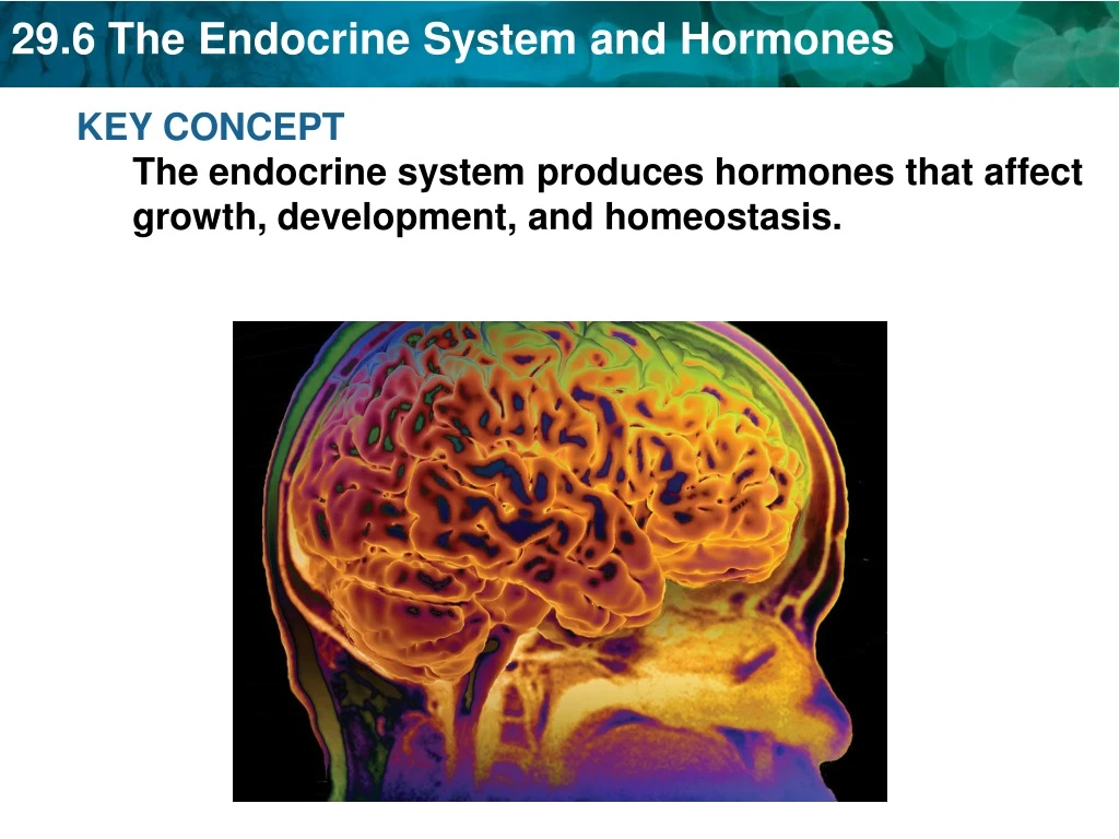 key concept the endocrine system produces