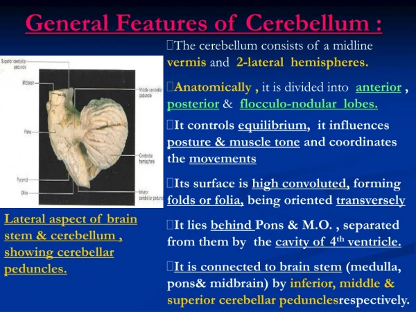 General Features of Cerebellum :