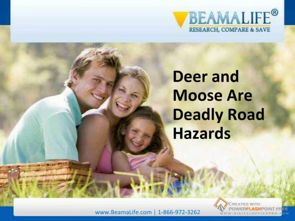 Deer and Moose Are Deadly Road Hazards