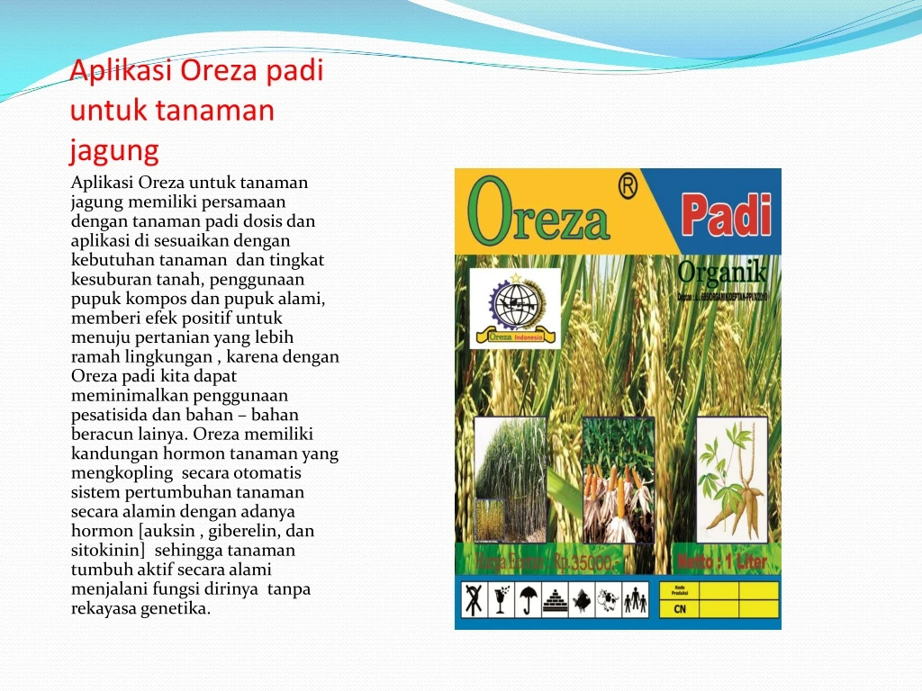 aplikasi oreza padi untuk tanaman jagung