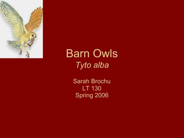 Barn Owls Tyto alba