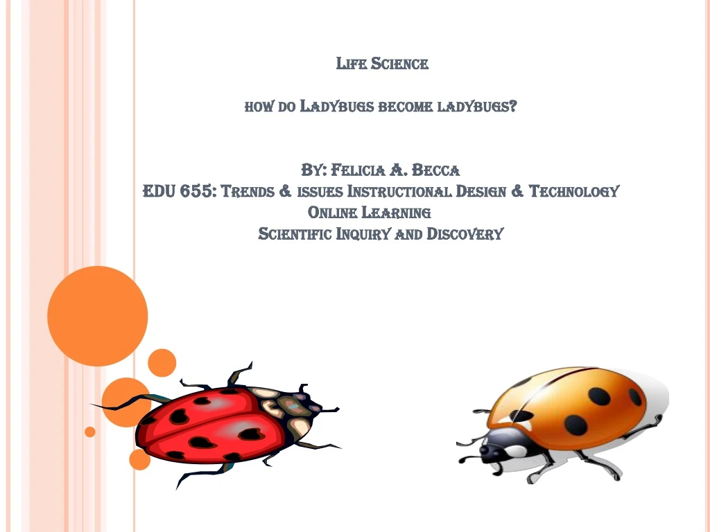 life science how do ladybugs become ladybugs