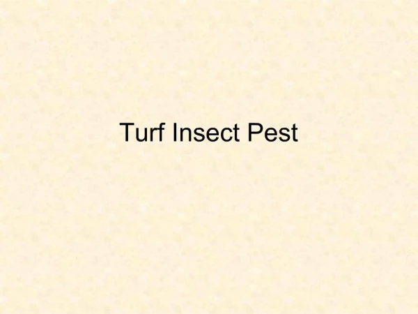 Turf Insect Pest