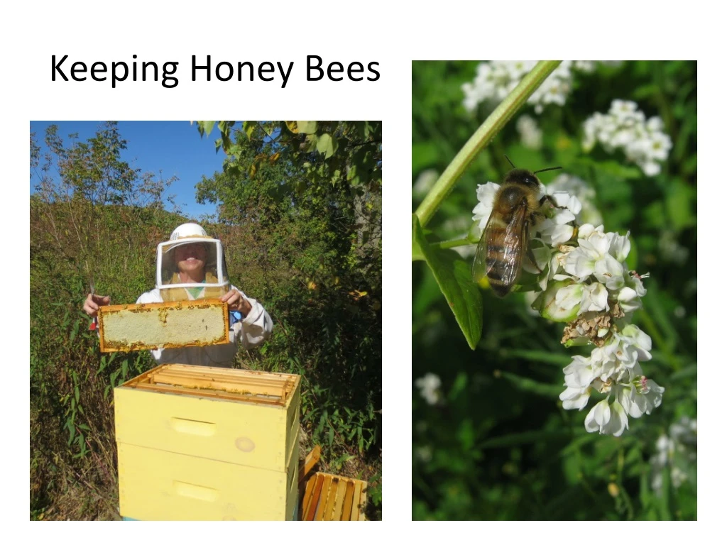 keeping honey bees