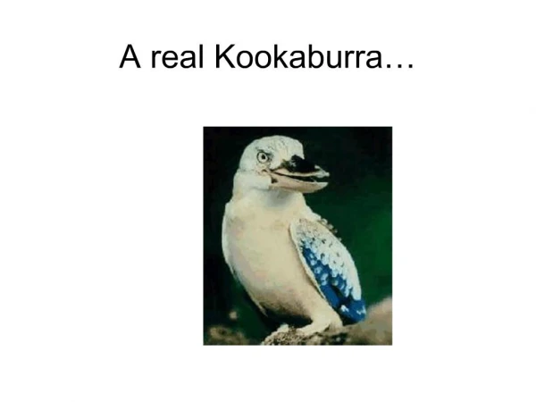 A real Kookaburra
