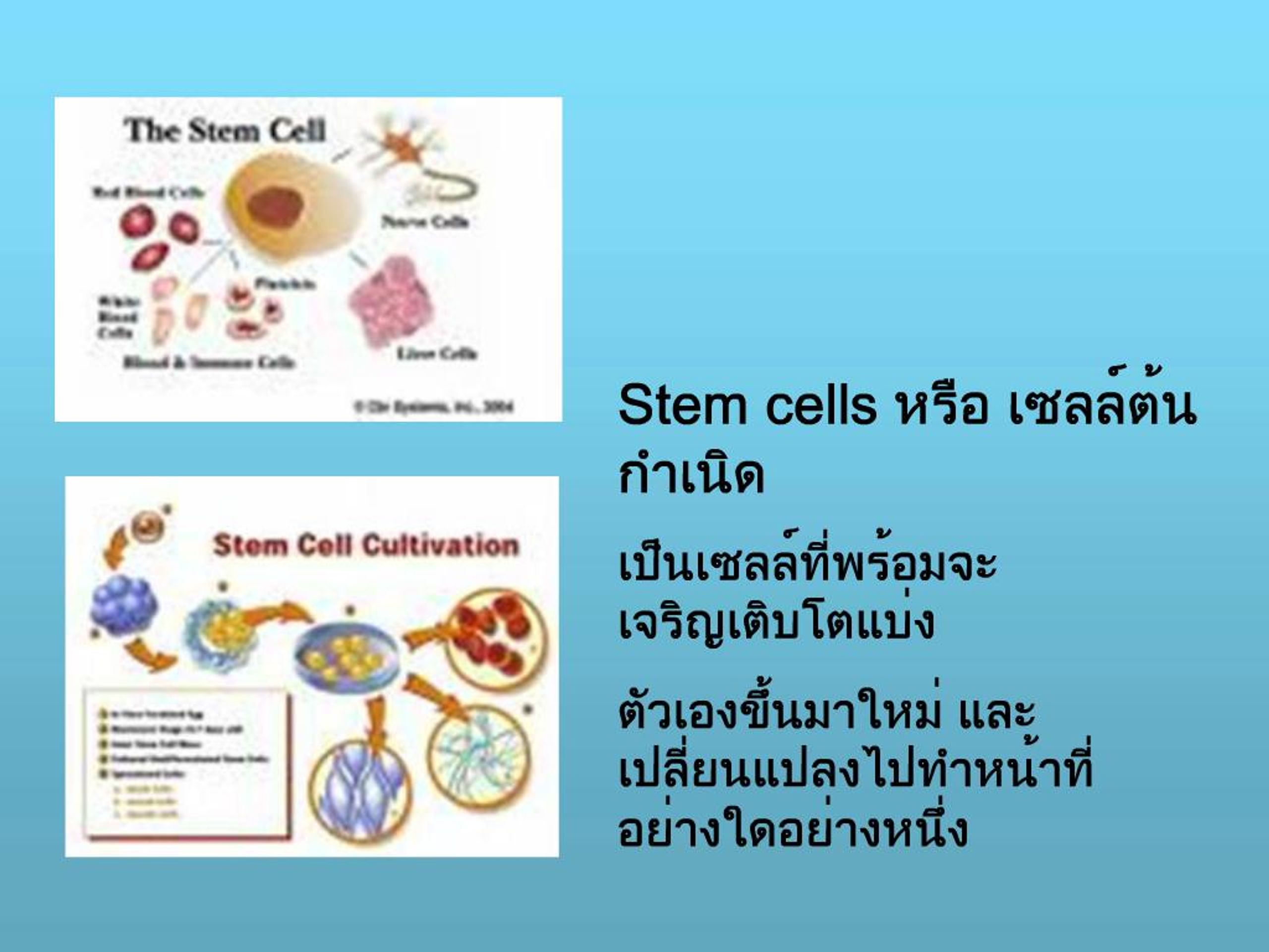 PPT - Stem cells PowerPoint Presentation, free download - ID:362948