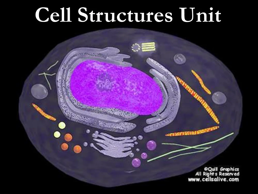 cell structures unit