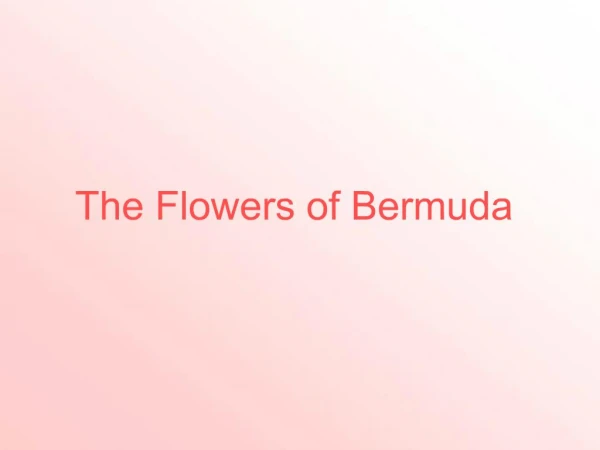 flowers of bermuda
