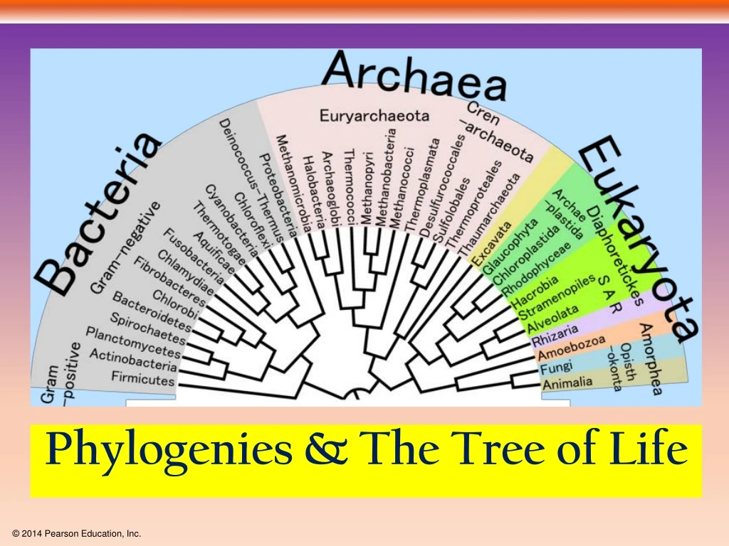 phylogenies the tree of life