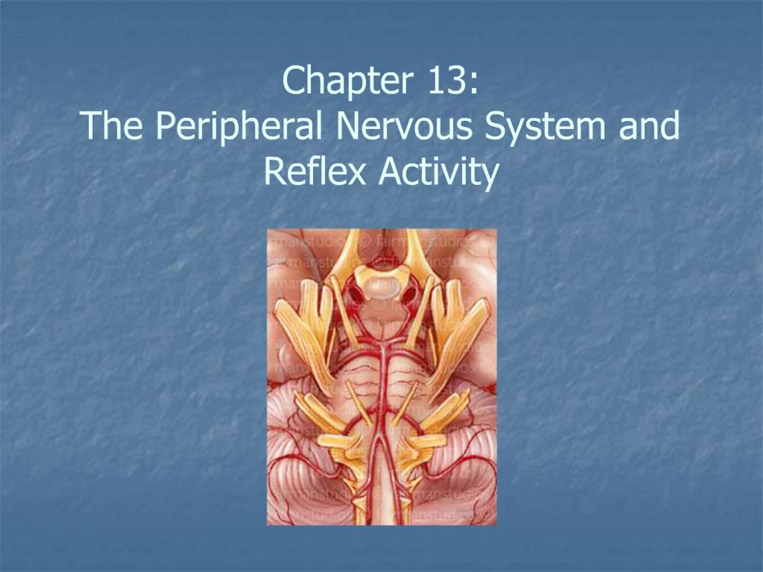 PPT - Chapter 13: The Peripheral Nervous System and Reflex Activity ...