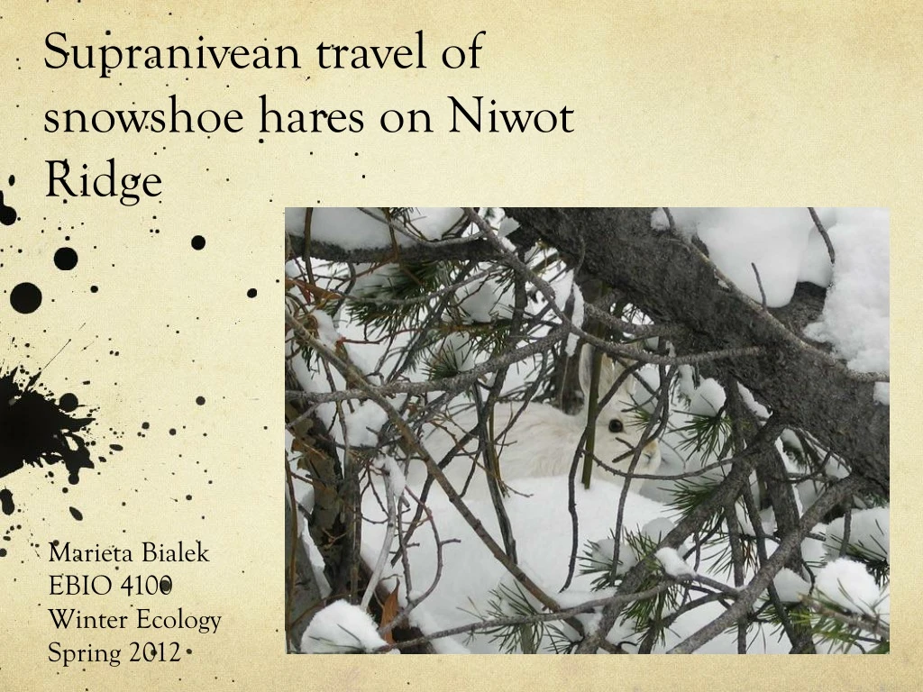 supranivean travel of snowshoe hares on niwot ridge