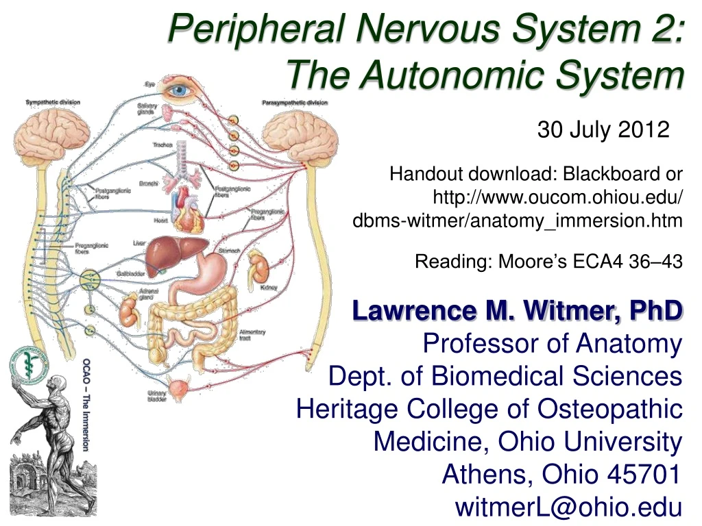 peripheral nervous system 2 the autonomic system