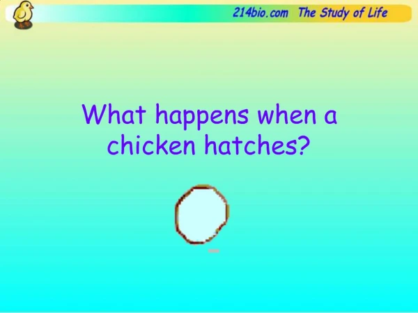 What happens when a chicken hatches