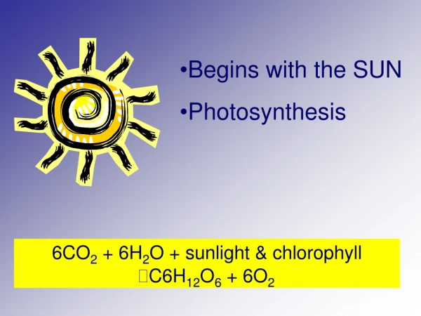 Begins with the SUN Photosynthesis