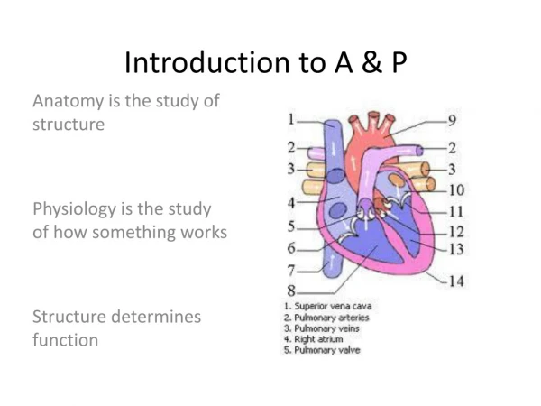 Introduction to A &amp; P