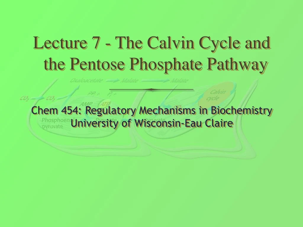 lecture 7 the calvin cycle and the pentose phosphate pathway