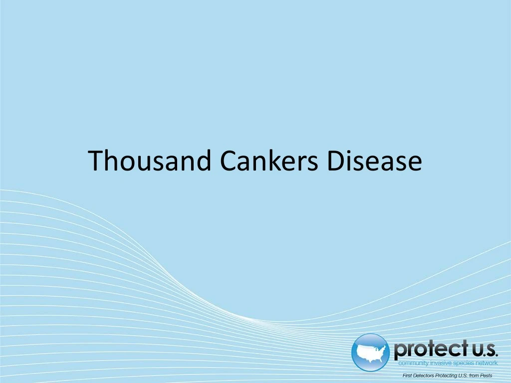 thousand cankers disease