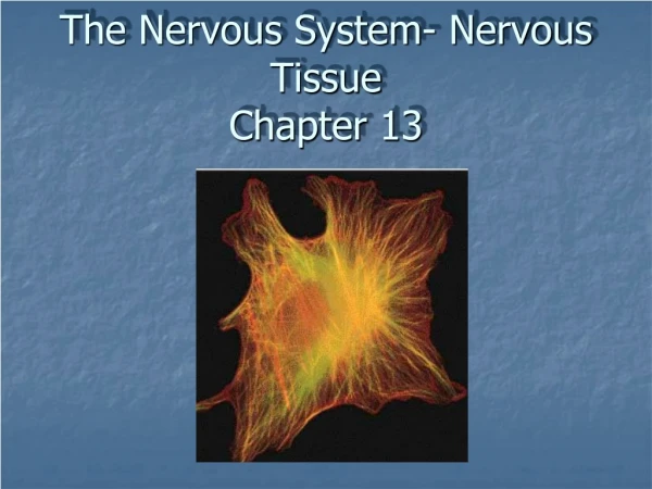 The Nervous System- Nervous Tissue Chapter 13