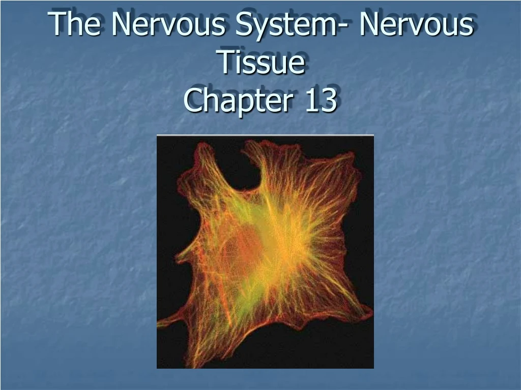 the nervous system nervous tissue chapter 13