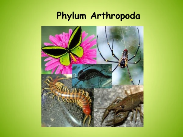 Phylum Arthropoda