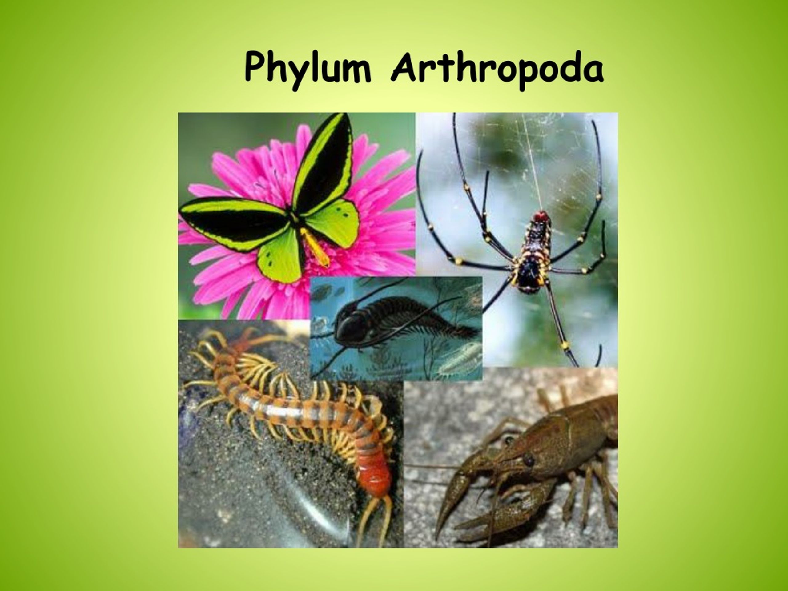 PPT - Phylum Arthropoda PowerPoint Presentation, free download - ID:377369