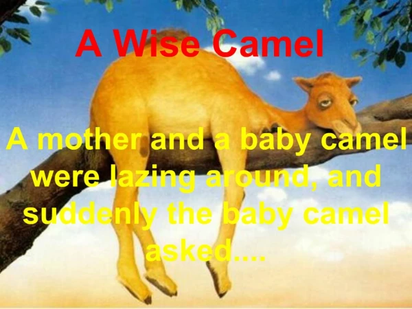 A Wise Camel