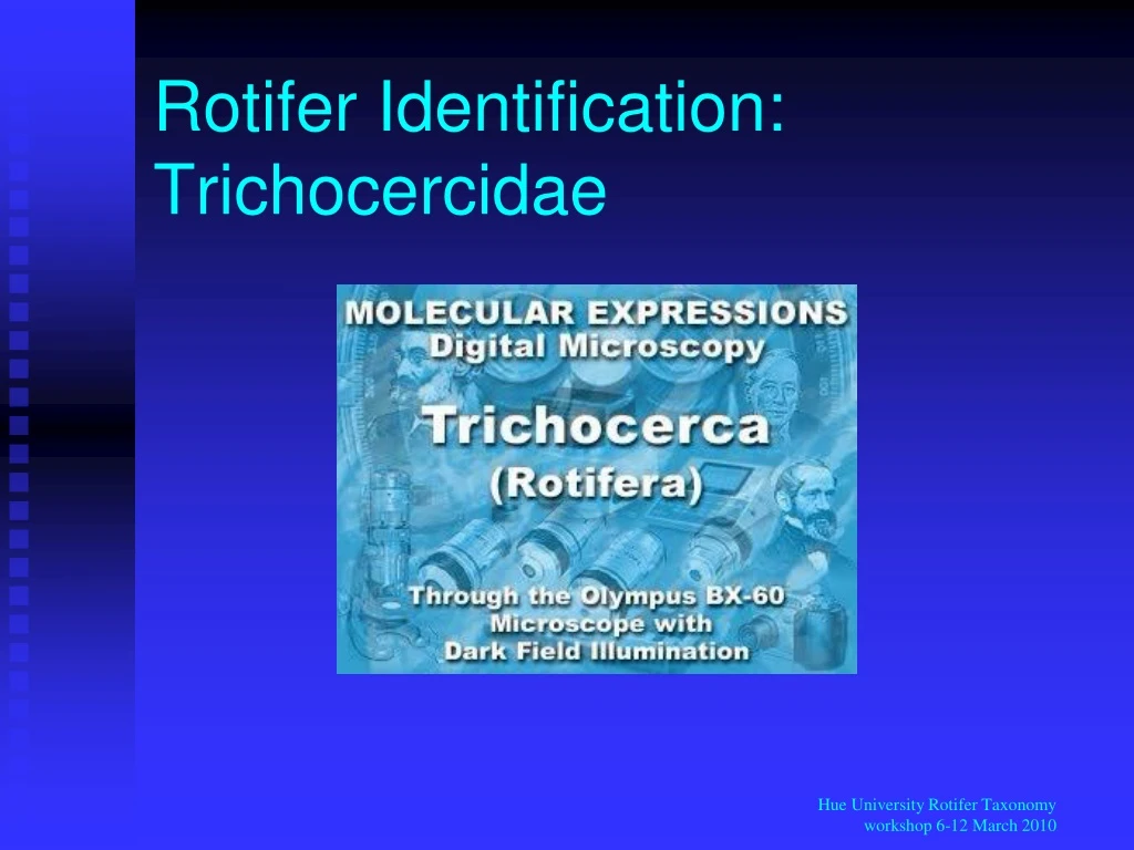 rotifer identification trichocercidae