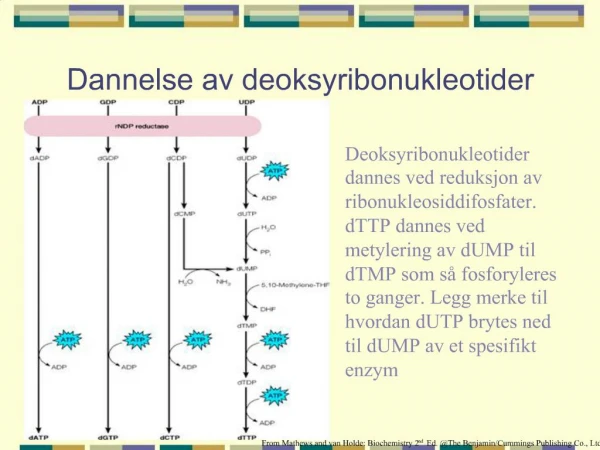 Dannelse av deoksyribonukleotider