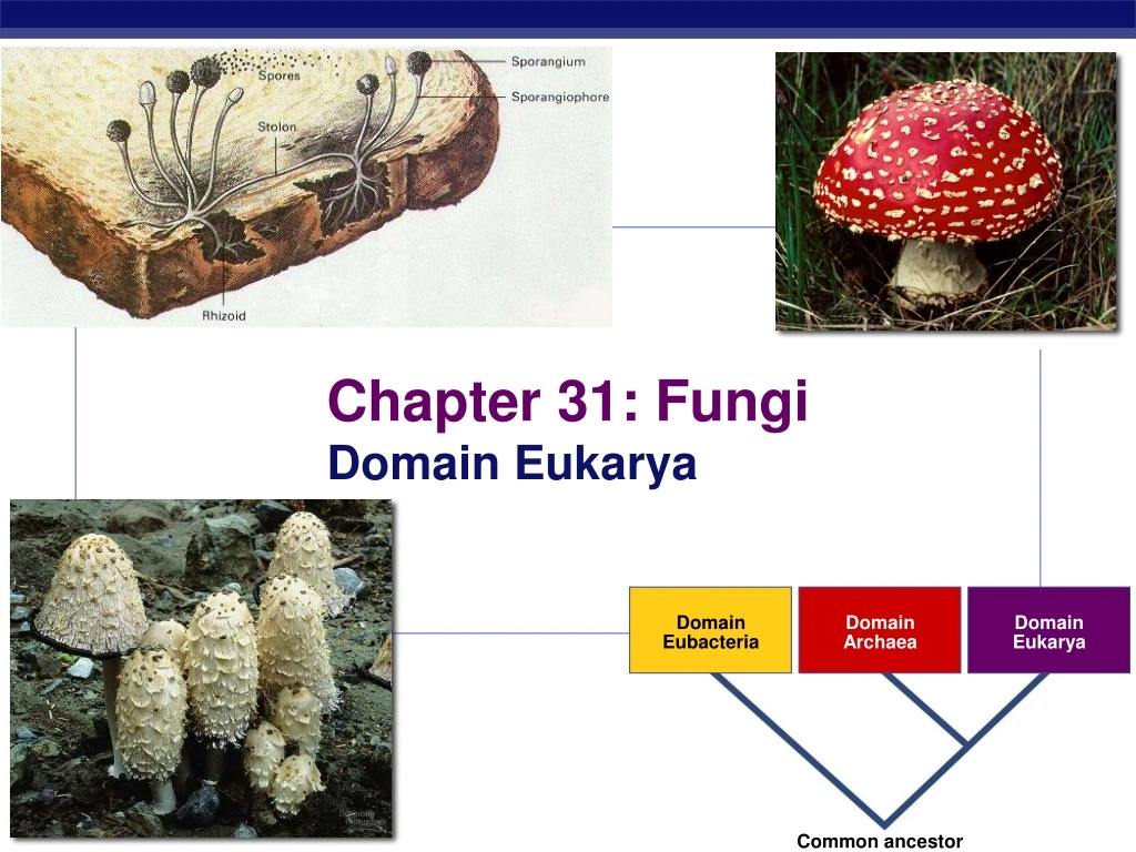 chapter 31 fungi