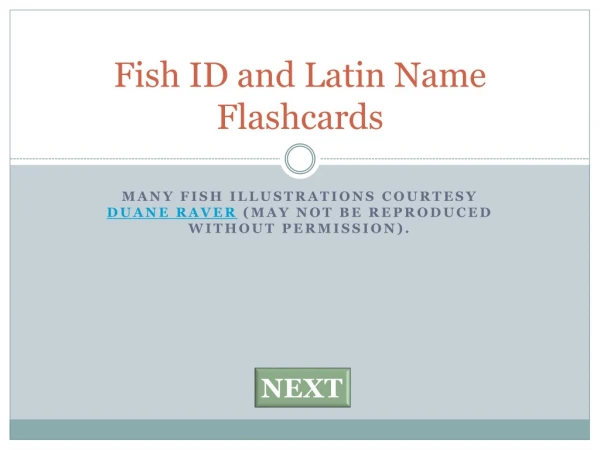 Fish ID and Latin Name Flashcards