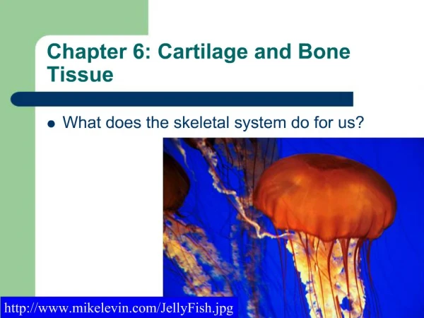 Chapter 6: Cartilage and Bone Tissue