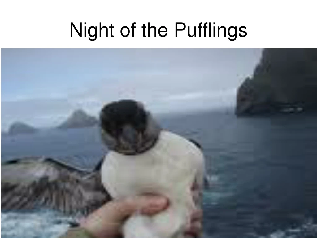 night of the pufflings