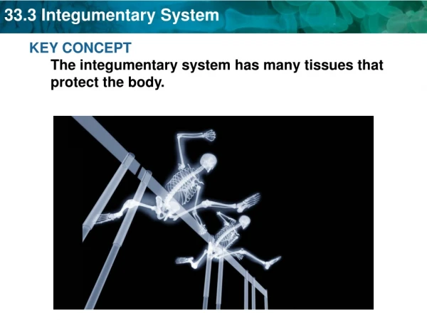 KEY CONCEPT The integumentary system has many tissues that protect the body.