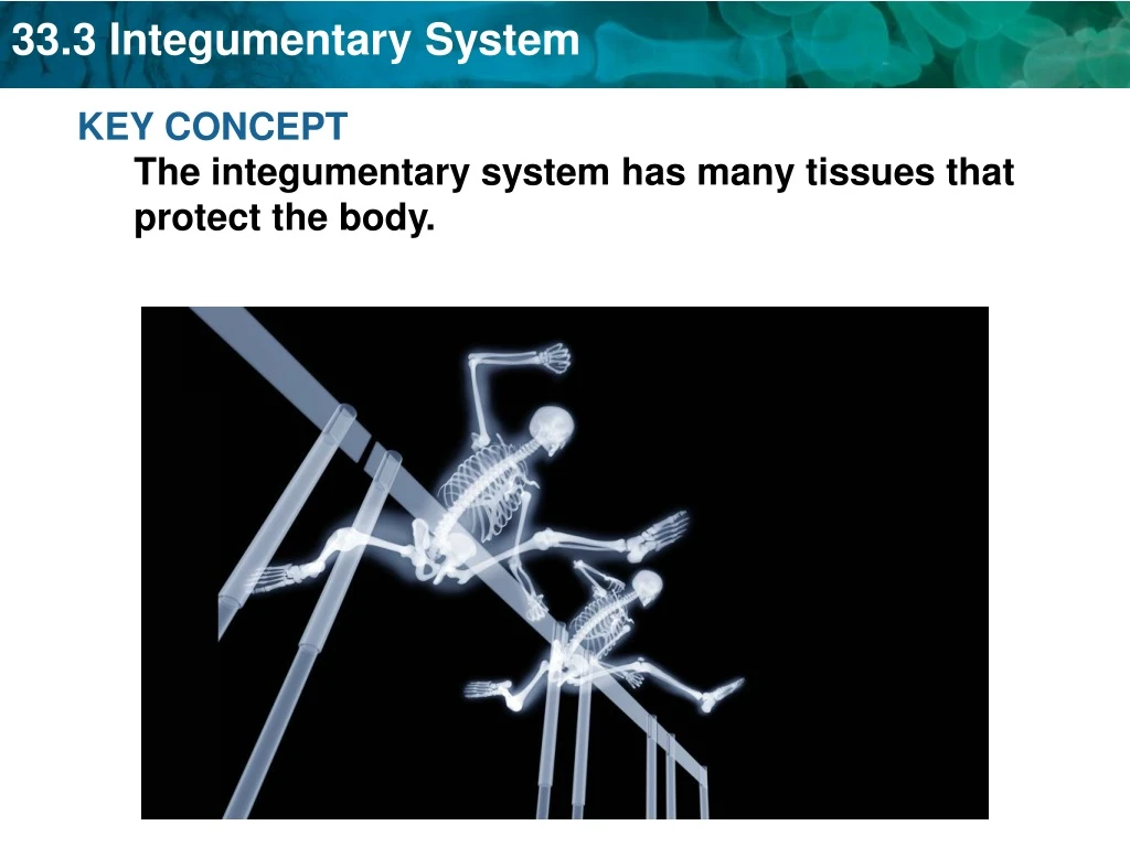 key concept the integumentary system has many