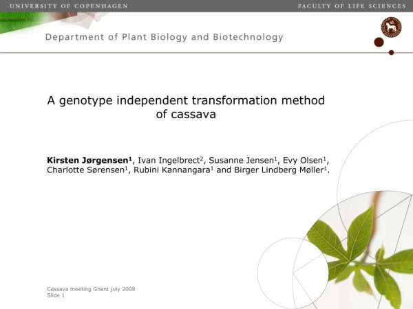 A genotype independent transformation method of cassava