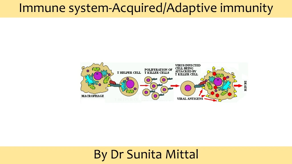 immune system acquired adaptive immunity