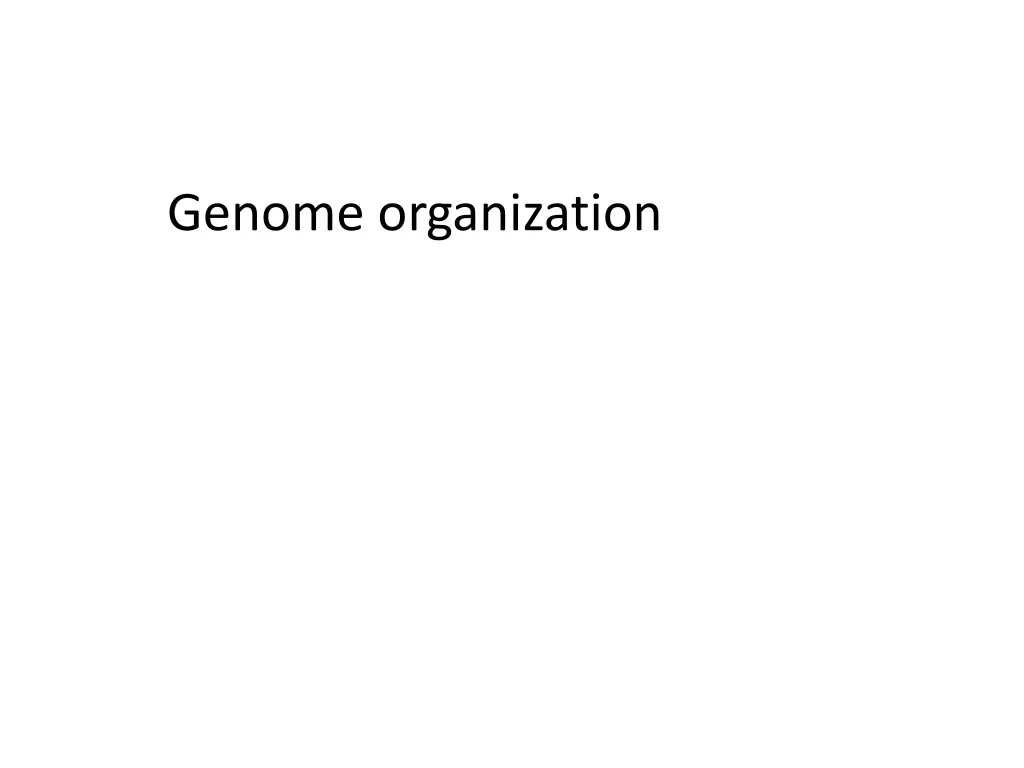 genome organization