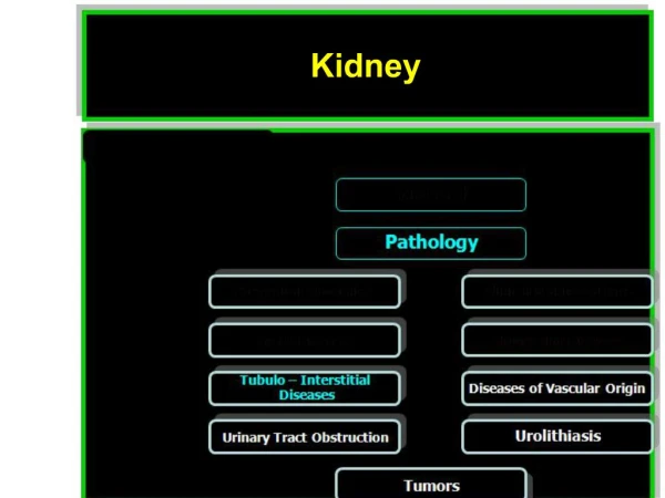 Kidney