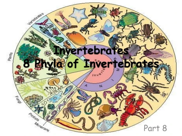 Invertebrates 8 Phyla of Invertebrates