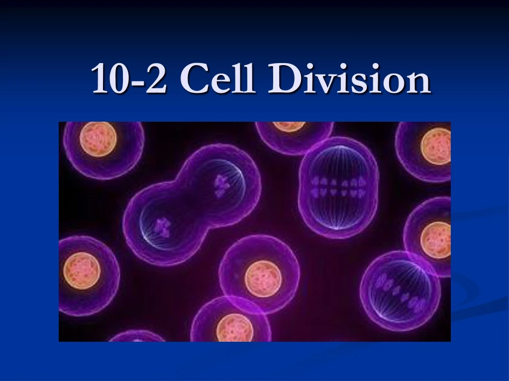 10 2 cell division