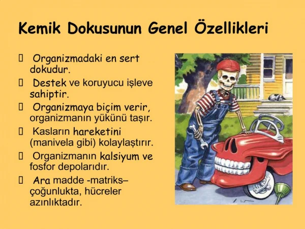 Kemik Dokusunun Genel zellikleri