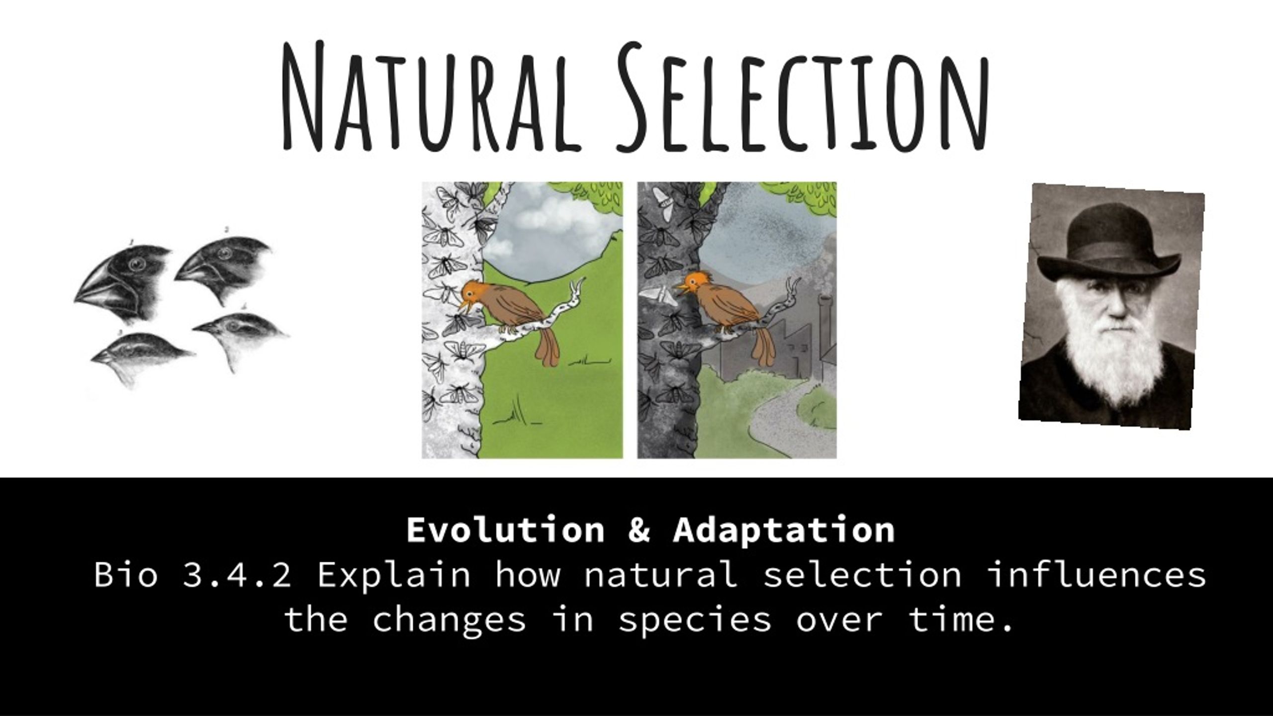 PPT - Natural Selection PowerPoint Presentation, free download - ID:415400